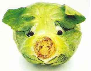 Dog of Cabbage